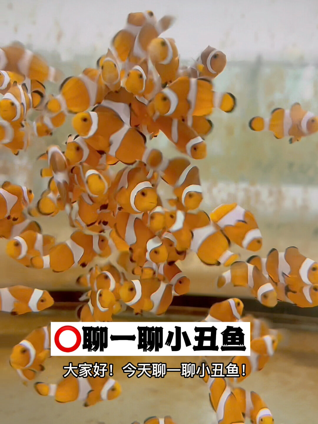 今天聊一聊小丑鱼!快来!