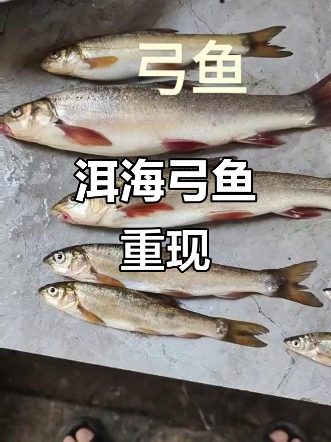 洱海弓鱼灭绝，四五十年来首次现身