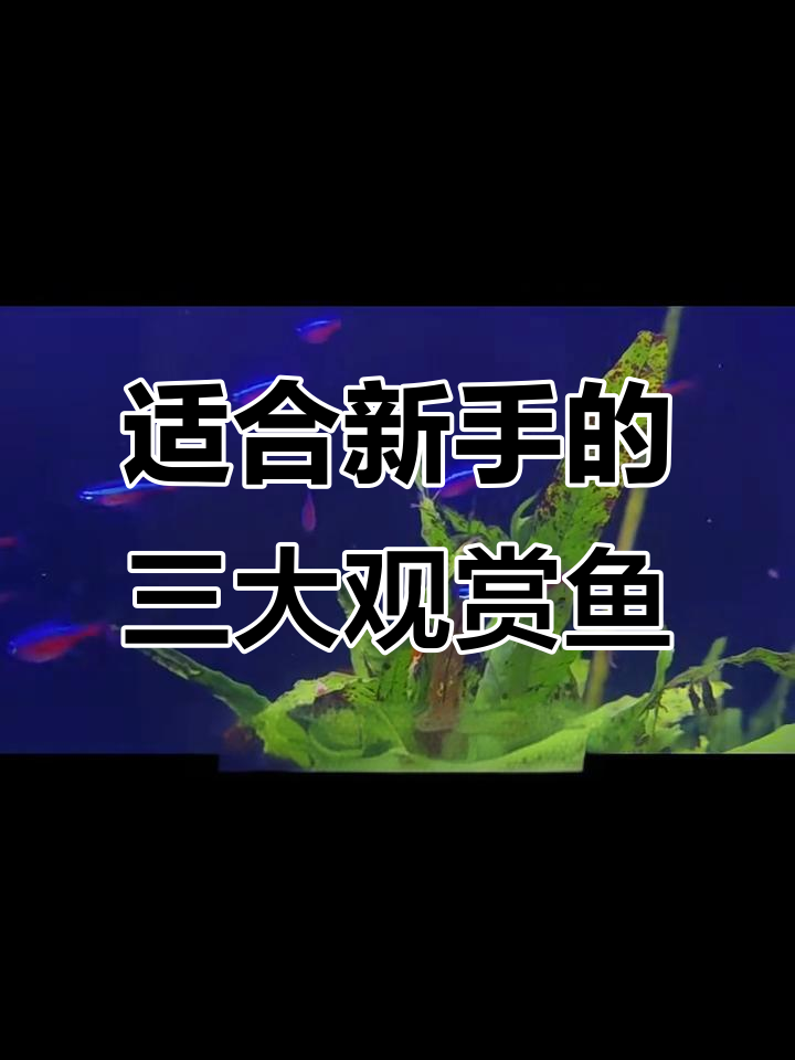 新手最适合养的三种观赏鱼,轻松上手又美观