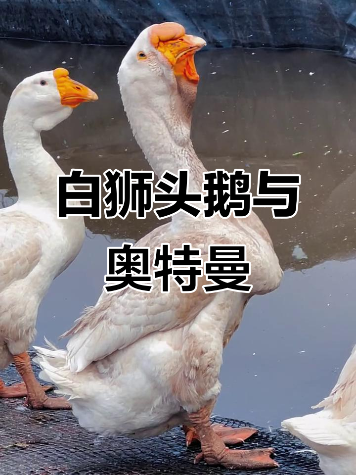 白狮头鹅的搞笑日常,奥特曼来啦!