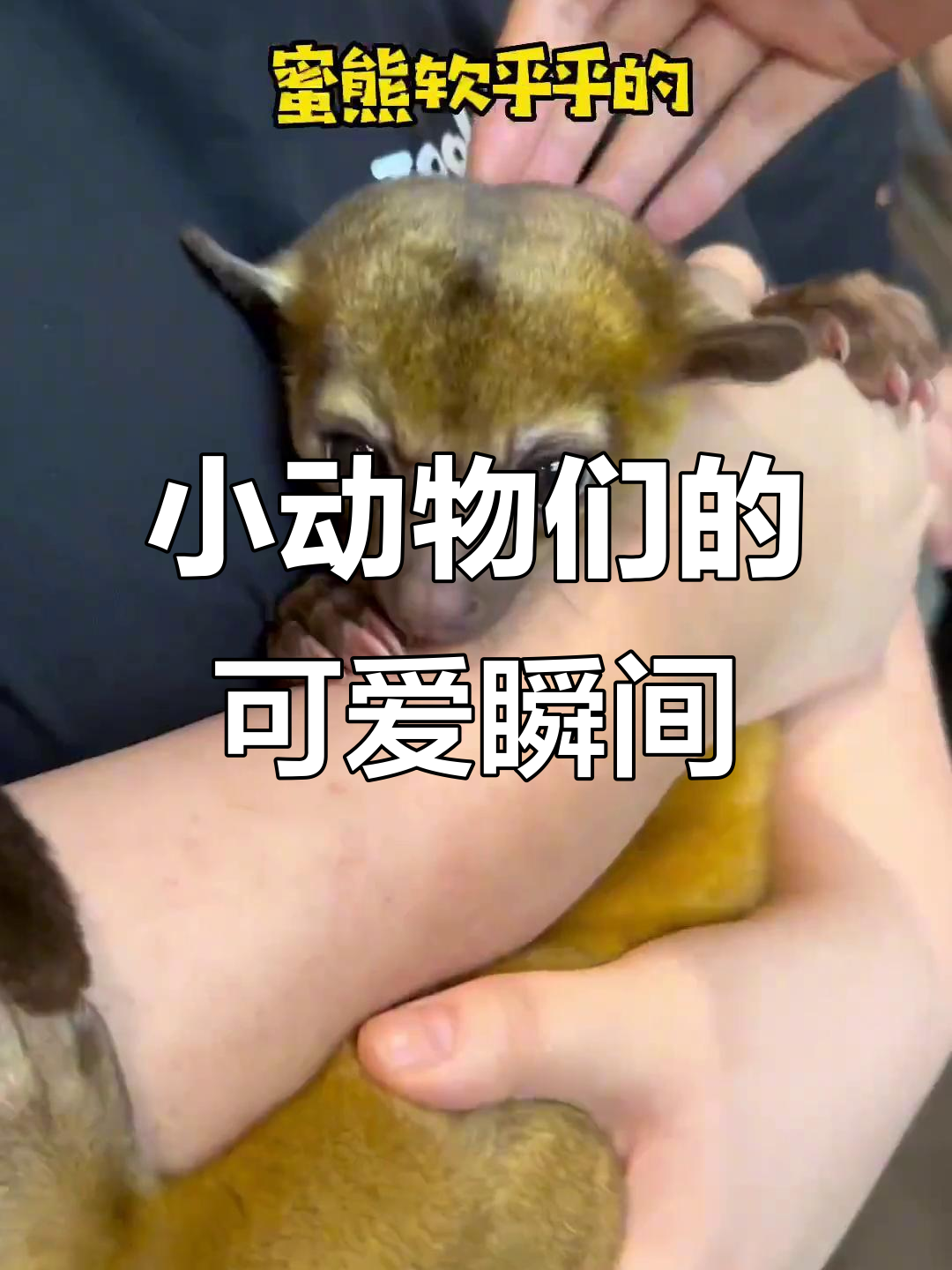 长沙Zoolung动物园:小熊猫、水獭萌态百出,羊驼不吐口水