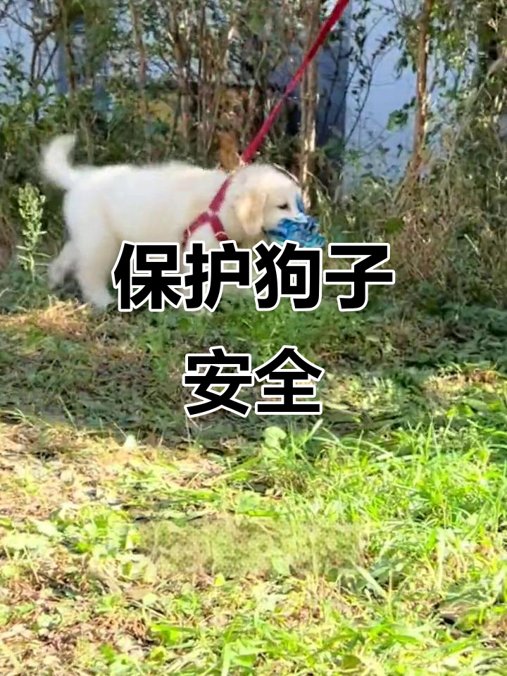 给狗狗戴上嘴套,保护它免受意外伤害!