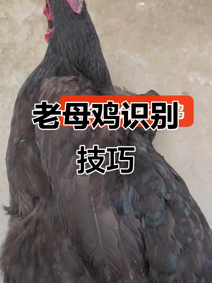 如何辨别老母鸡?掌握这3个关键特征