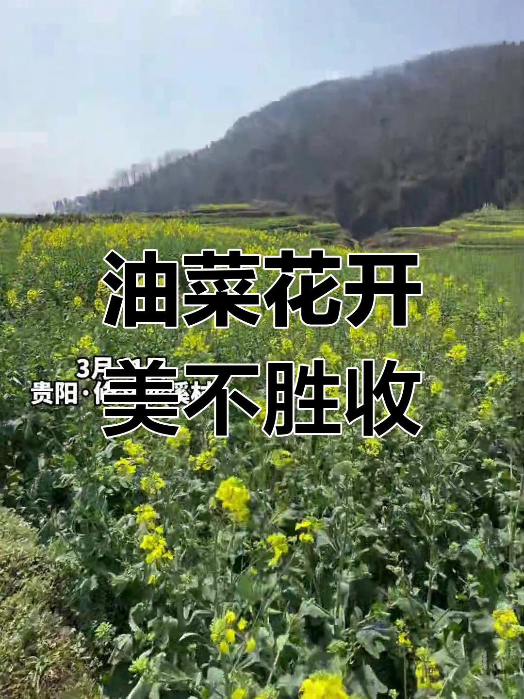 3月11日油菜花盛开,沙溪长田等你来拍!