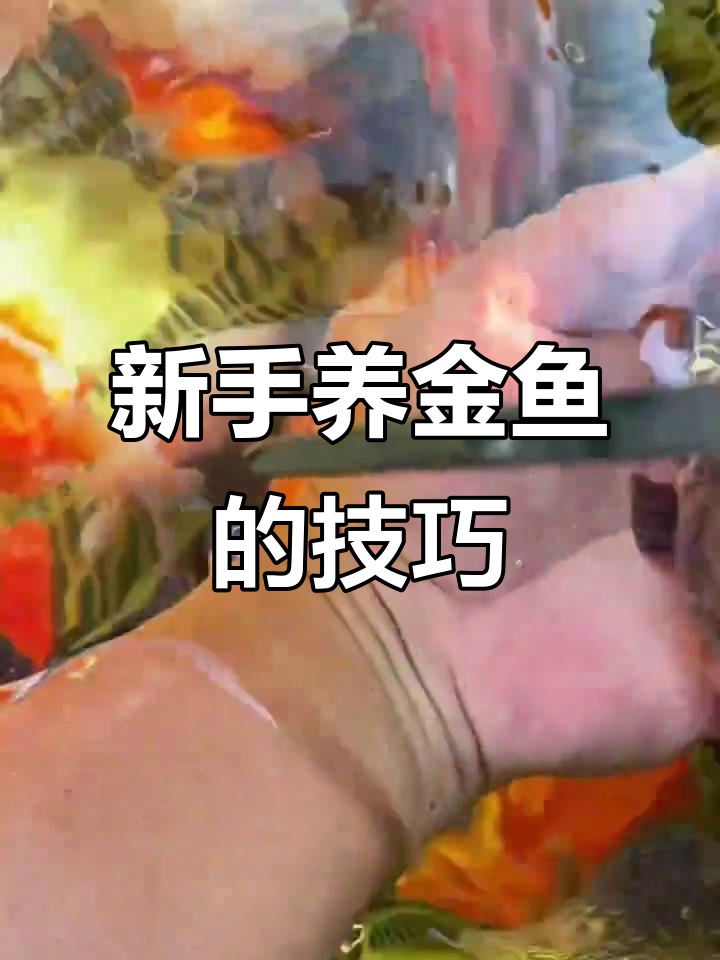 金鱼新手必看:如何挑选健康金鱼,避免常见问题