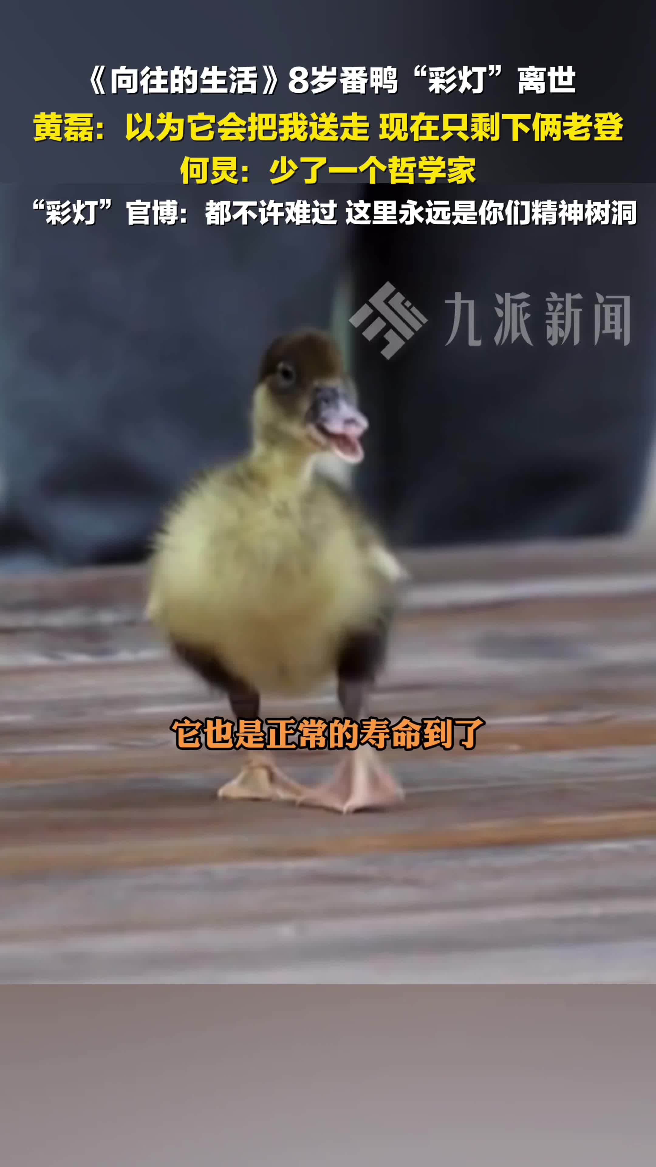 向往的生活8岁番鸭彩灯离世,黄磊:以为它会把我送走,现在只剩下俩老登