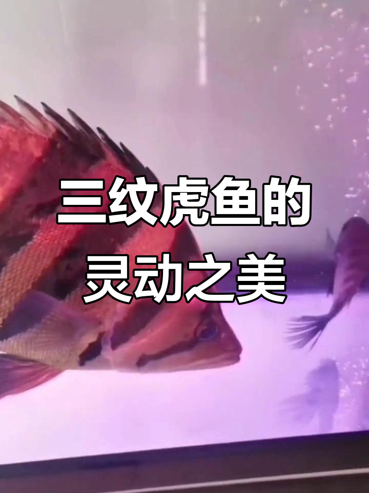 鱼缸里的灵性世界,三纹虎鱼的奇妙之旅