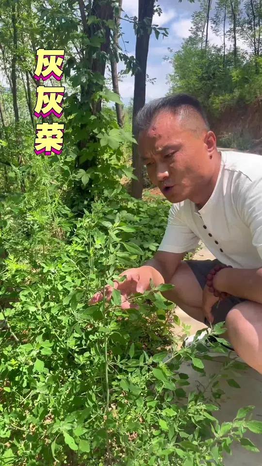 灰灰菜为什么要晚上吃,你知道吗