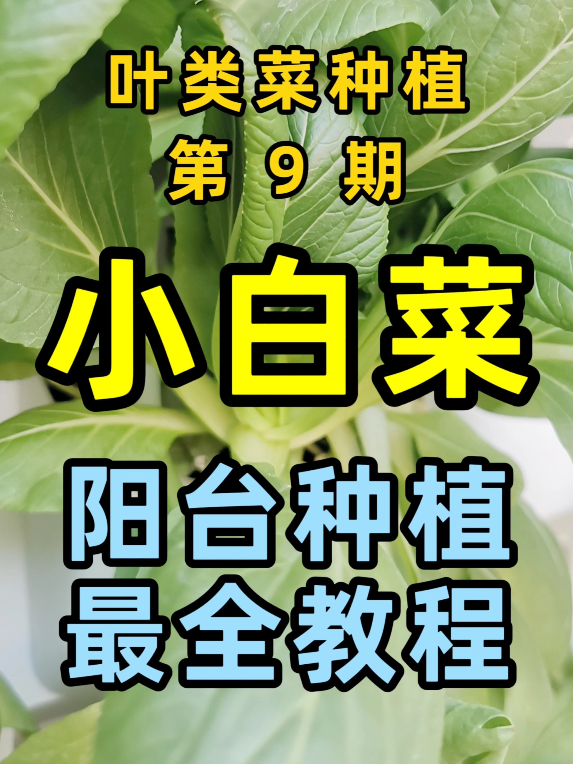 秋冬季,阳台种小白菜!省心又好吃!