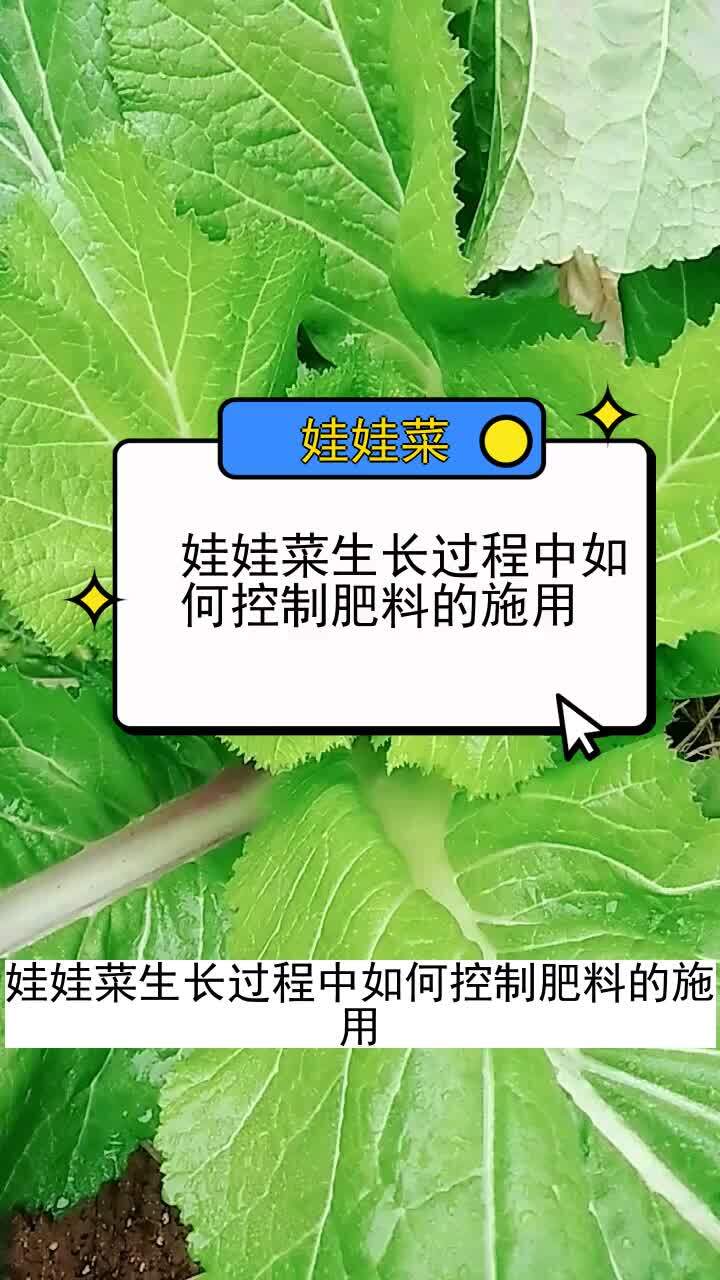 娃娃菜生长过程中如何控制肥料的施用 三