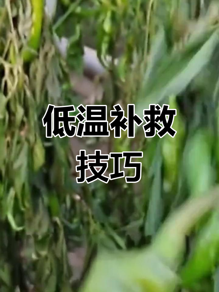 低温冻害后,如何拯救辣椒、黄瓜和西红柿?