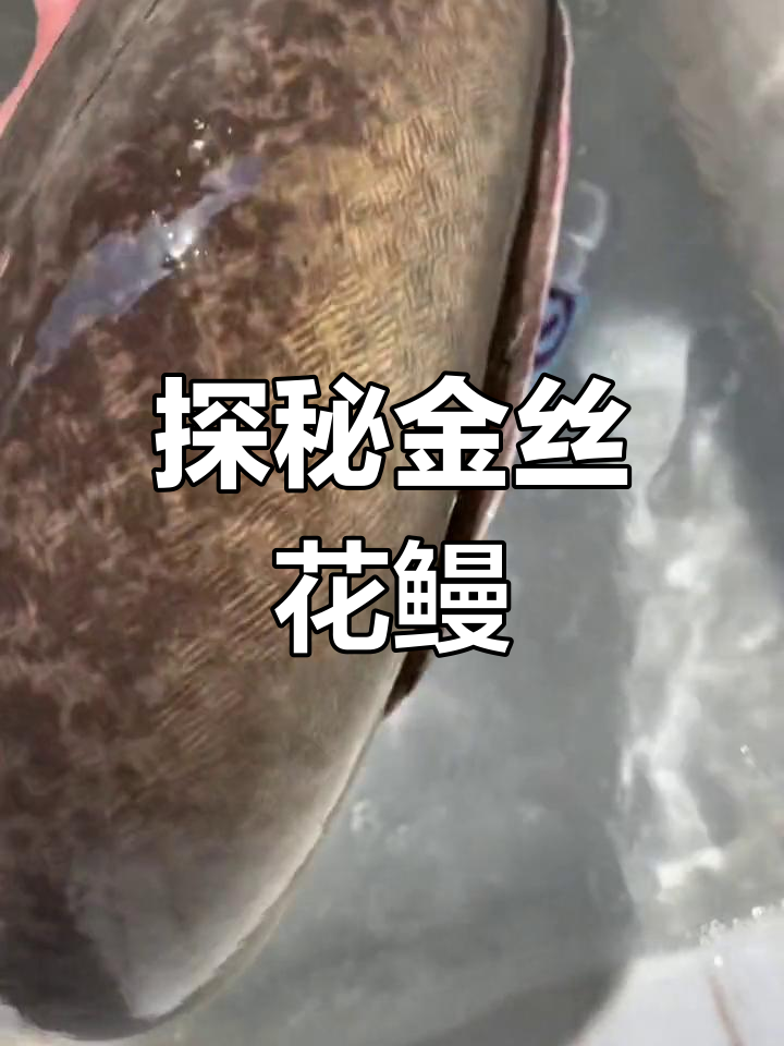 金丝花鳗的神秘魅力,探索鲈鳗的独特之美