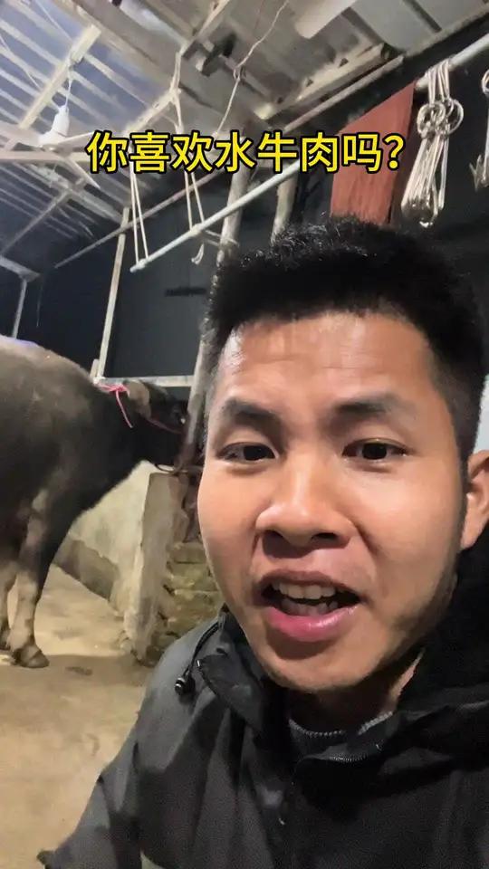 喜欢吃水牛肉的和喜欢吃土黄牛肉的请站一下队,让我看看以后要不要多安排几头水牛?