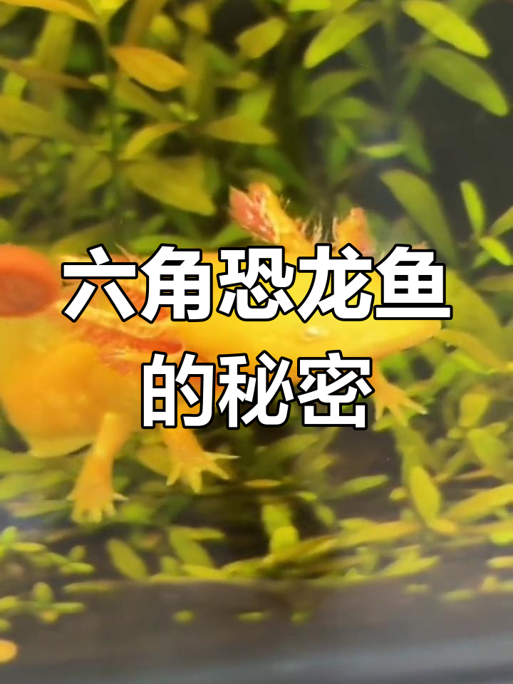 墨西哥六角恐龙鱼:萌态十足,再生能力惊人