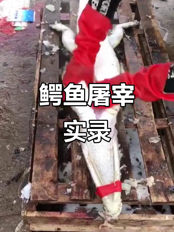 鳄鱼养殖场惊现杀戮现场,开膛破肚全过程曝光