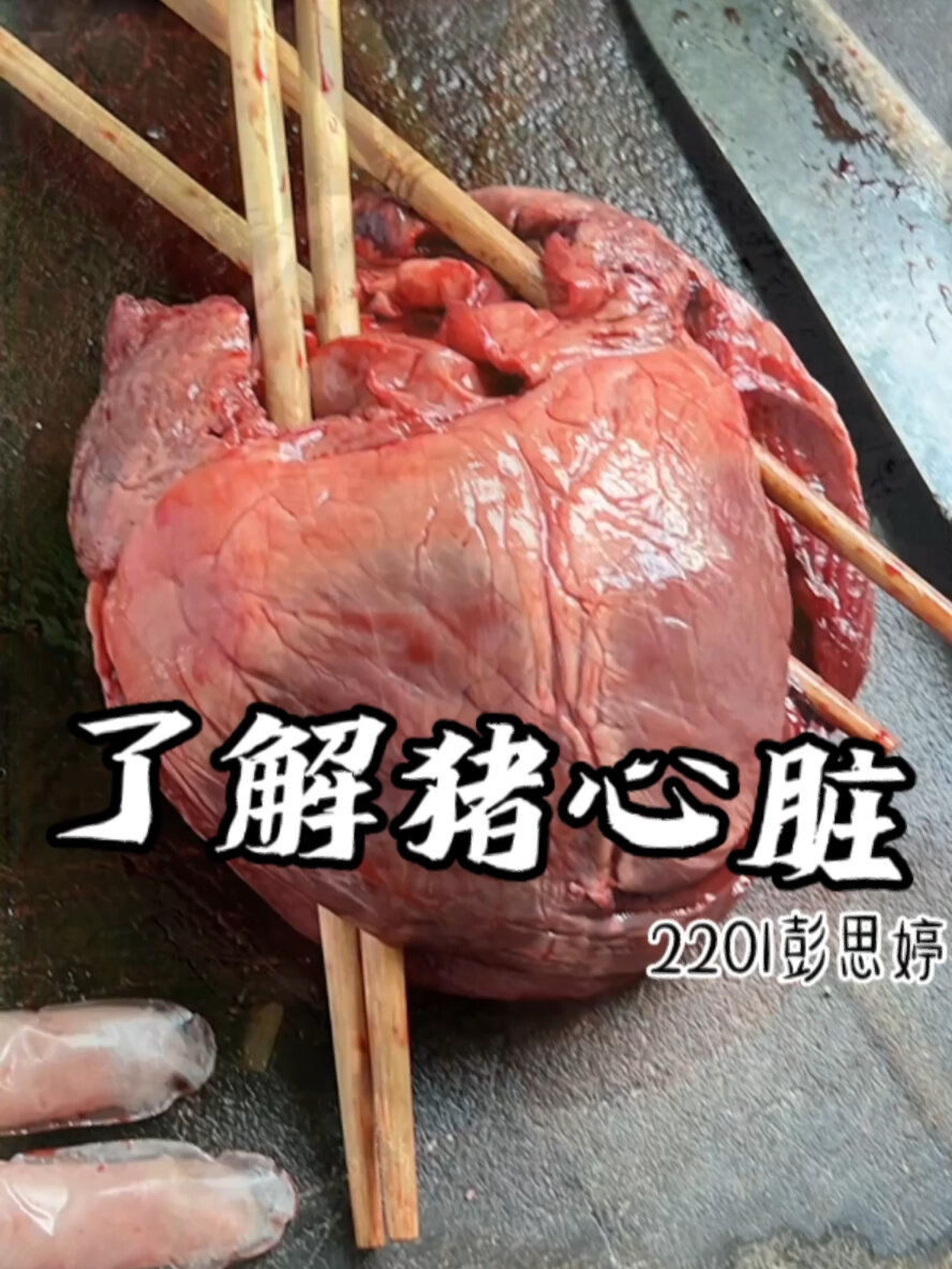 解剖猪心脏