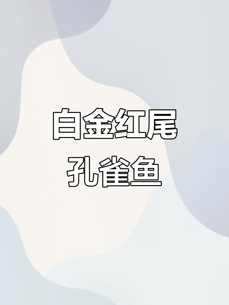 观察白金红尾象耳孔雀鱼,独特背鳍魅力十足