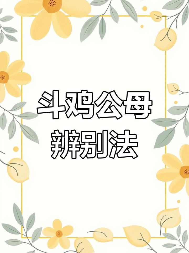 小斗鸡公母分辨技巧,轻松掌握!