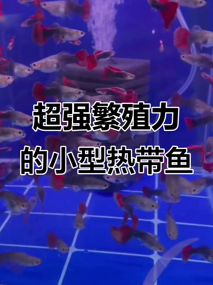 十大最易繁殖的热带鱼,新手也能轻松养爆缸