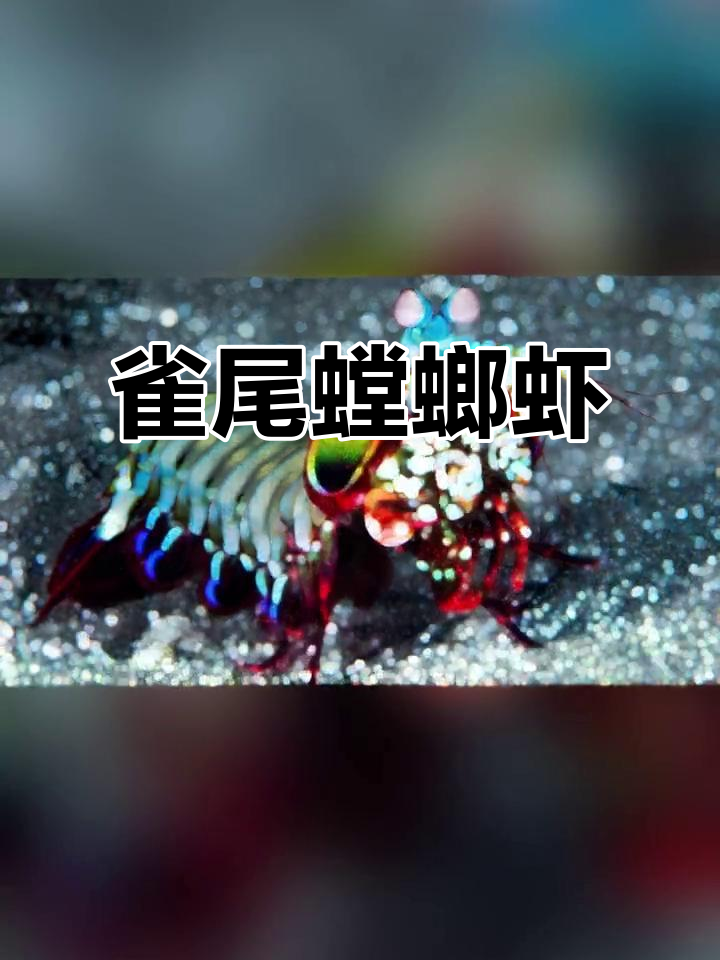 雀尾螳螂虾，孔雀般美丽，以猛击猎物为生