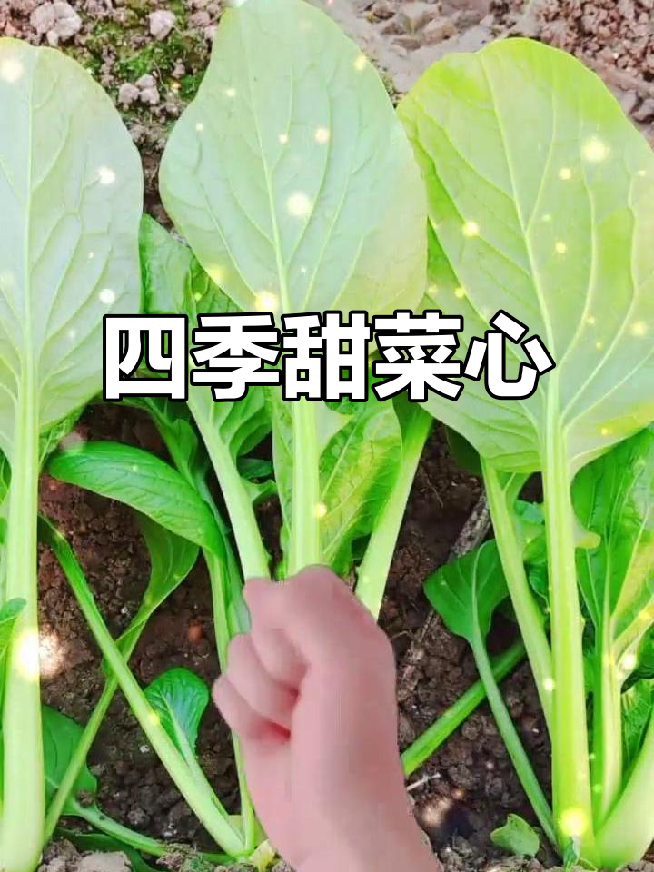 珍珠甜菜心,四季种植,皮薄味浓,文昌人最爱!