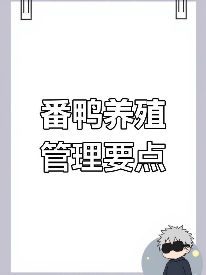 小品种番鸭养殖技巧:保温、饮水、喂料全攻略