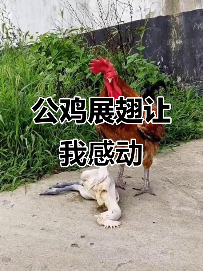 公鸡翅膀展开的那一刻,我泪目了!动物的情感比人还深刻