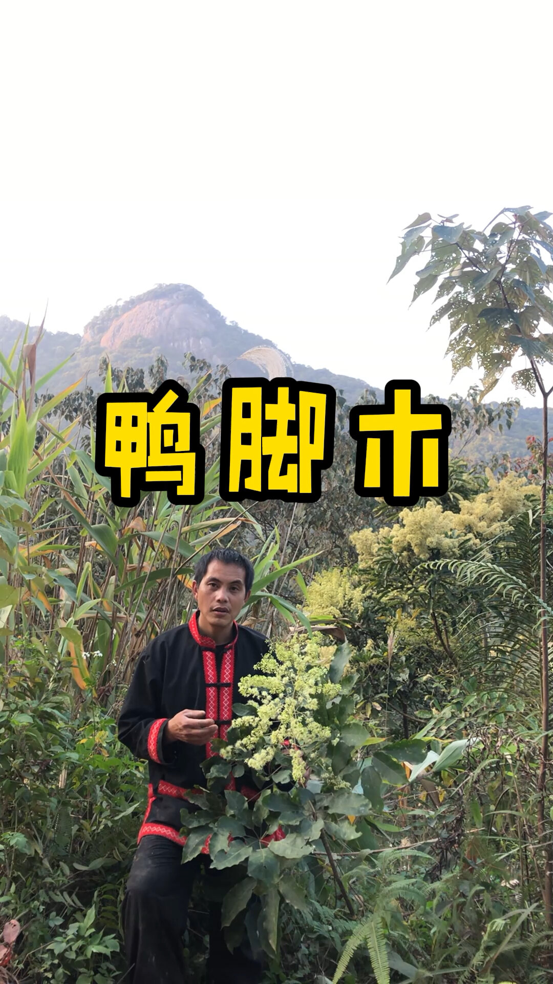 鸭脚木,学名鹅掌柴,是岭南独有的冬蜜蜜源植