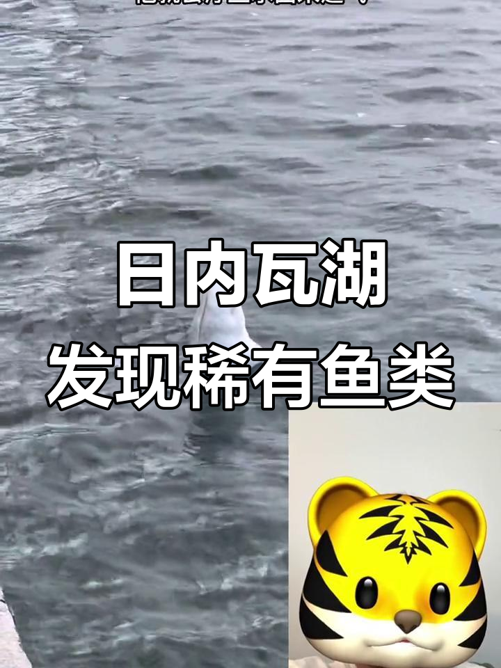 欧洲罕见黑鳍鱼现身日内瓦湖,雪白身体与黑色翅膀惊艳登场
