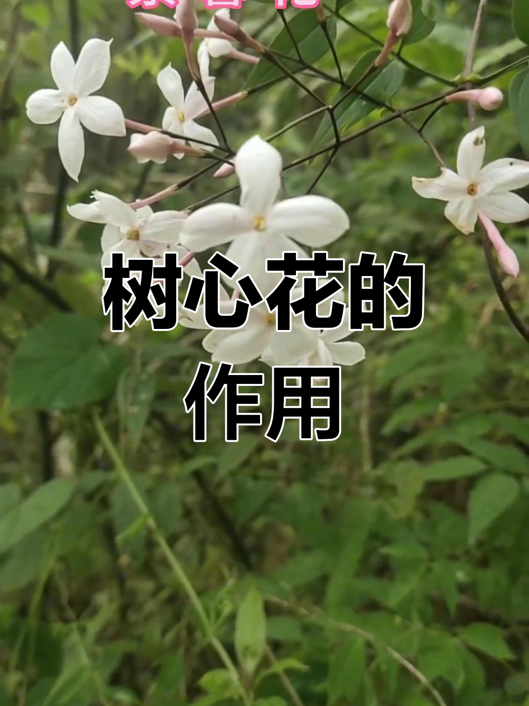 树心花的多种功效与应用