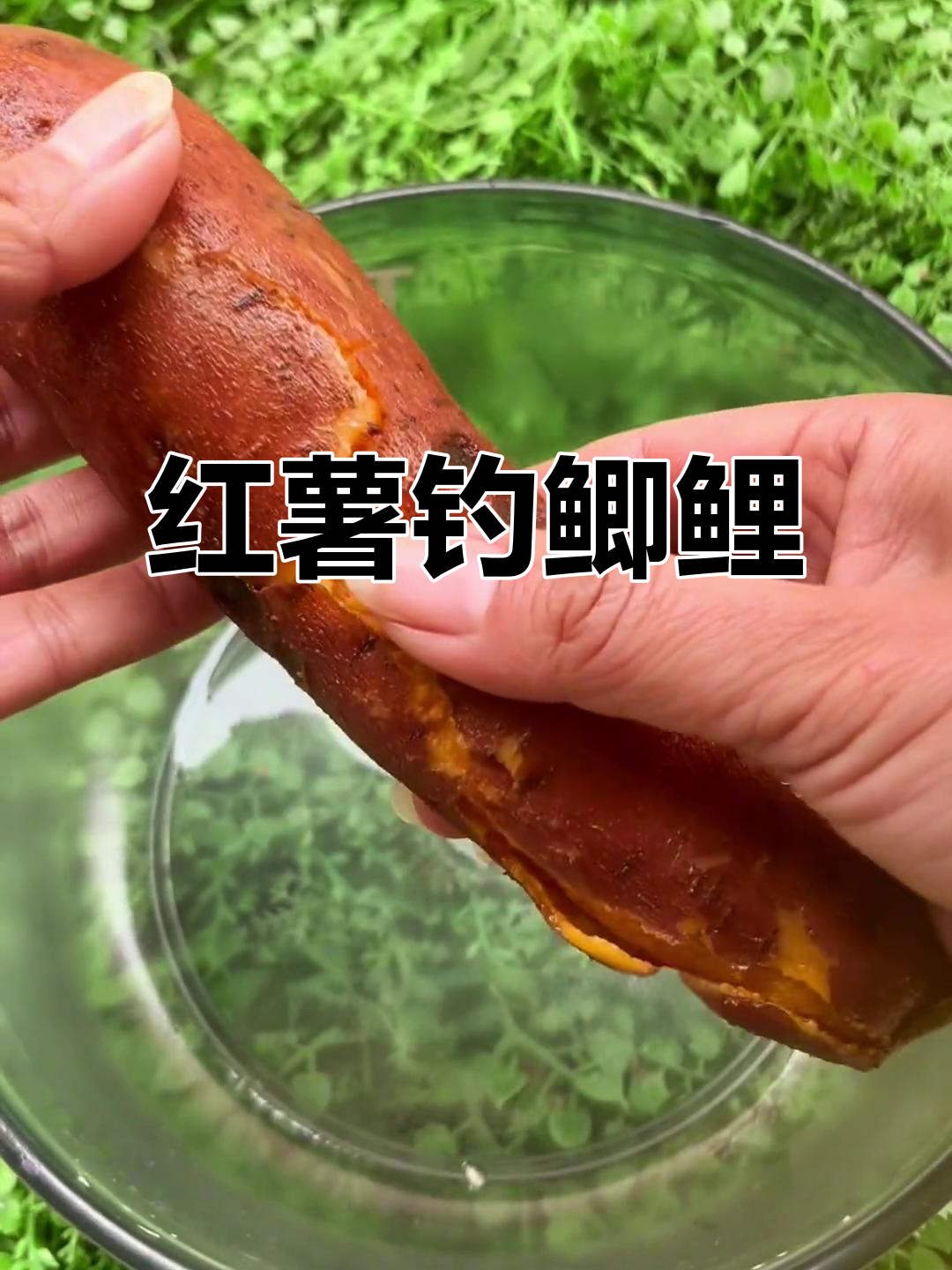春季钓鱼必备!红薯饵料诱鲫鲤草鱼狂咬