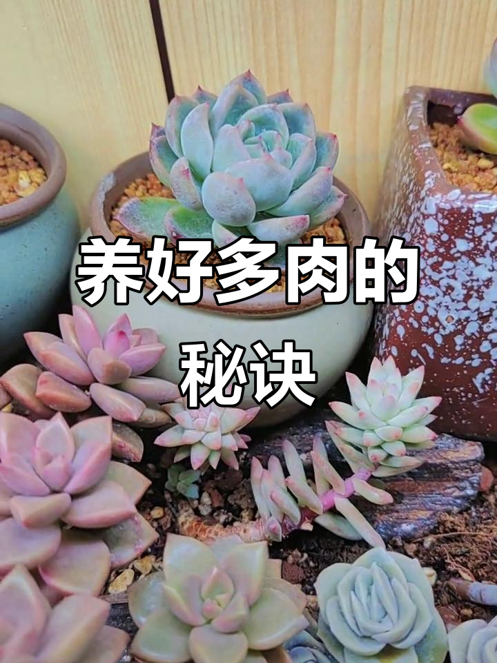 多肉植物如何正确浇水,才能让它从瘦变胖?