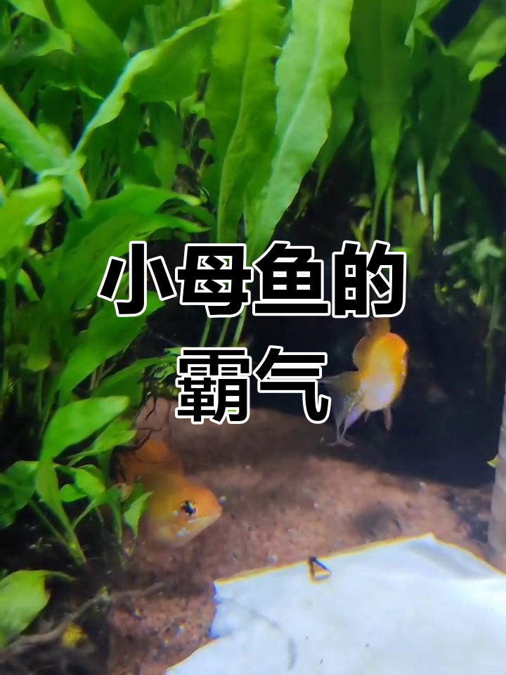 小母鱼气质十足，公金波子争风吃醋