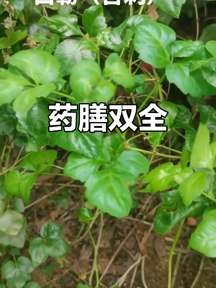 潮汕“苦刺菜”既是药膳，又具有独特口感！