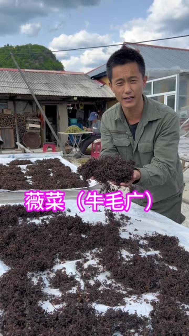 山野菜薇菜(牛毛广)已经上架了