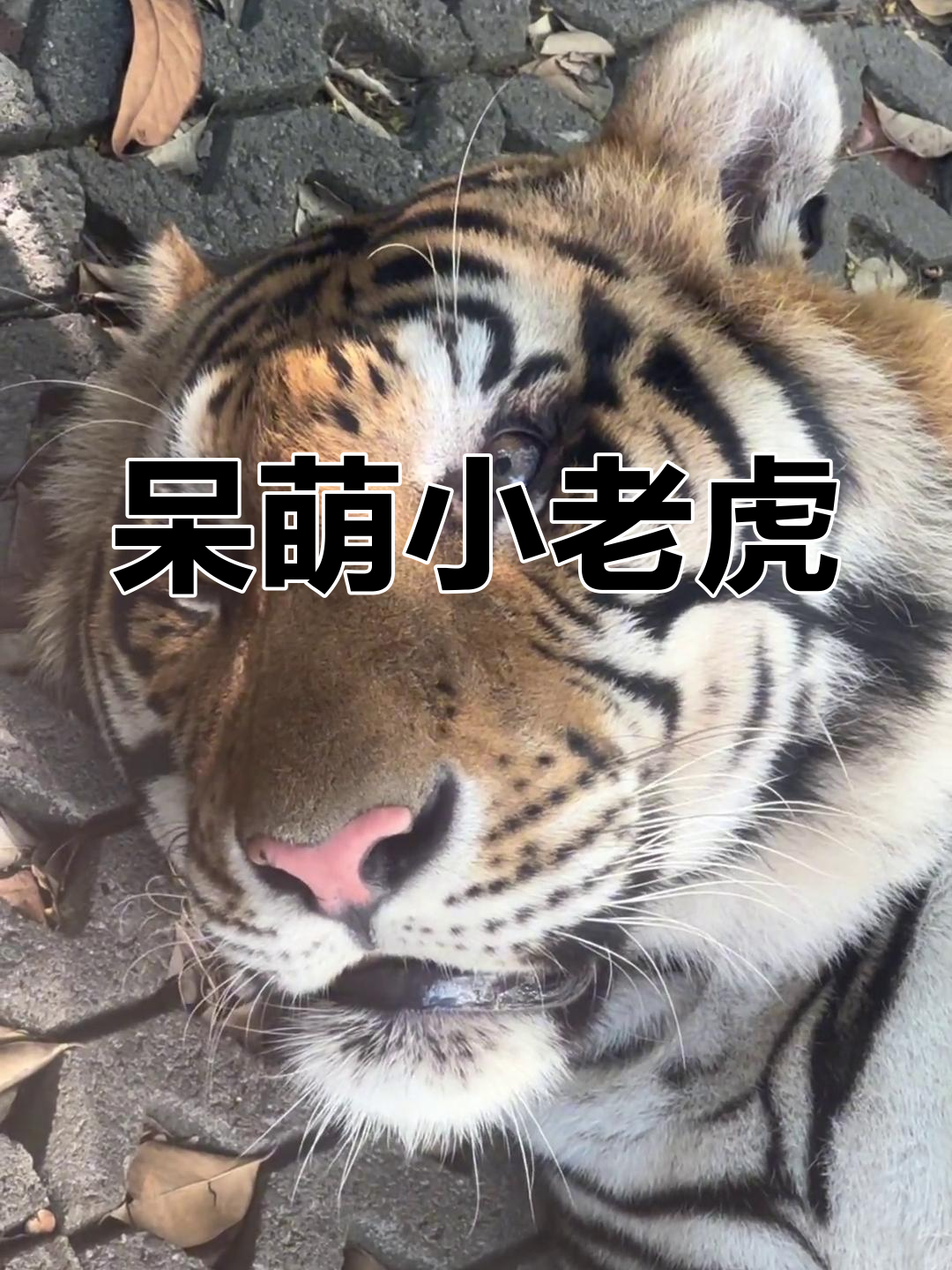 这只老虎眼神有点傻,斗鸡眼太搞笑了
