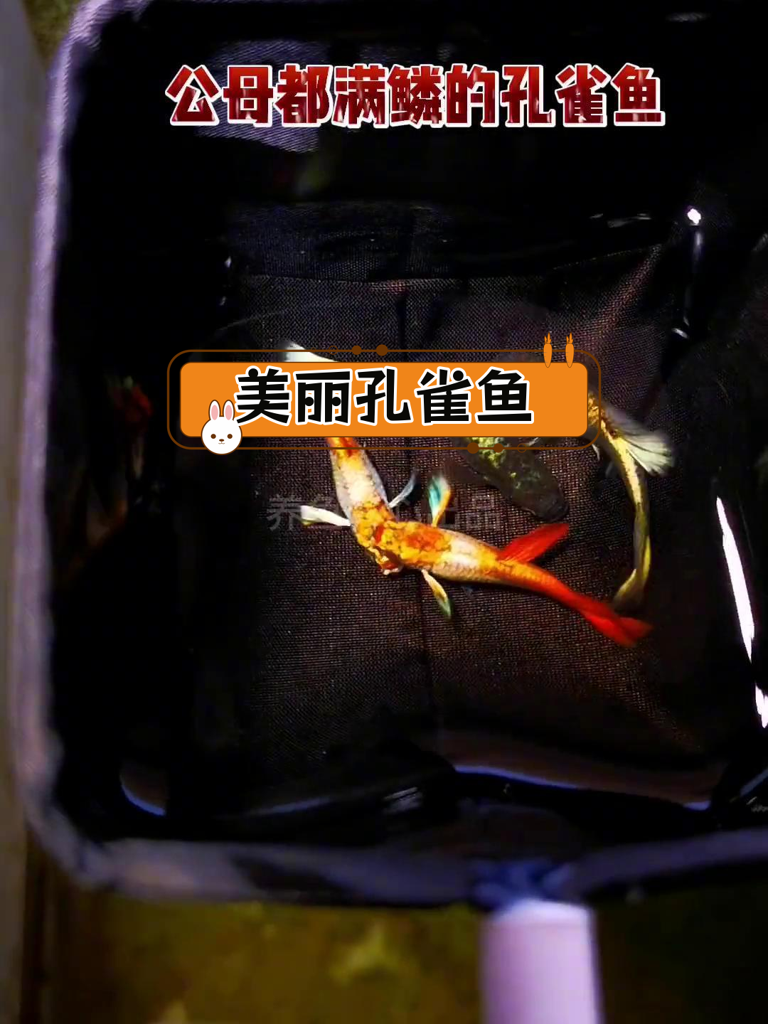 满鳞孔雀鱼,公母皆美