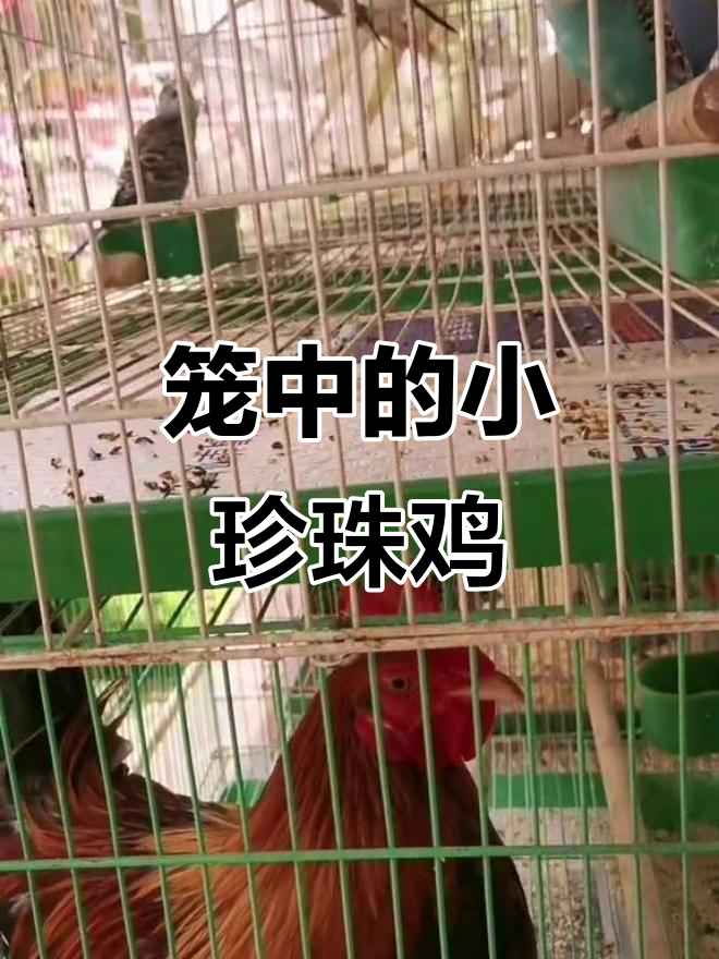 小珍珠鸡和小鸟的温馨歌声,给我们带来快乐