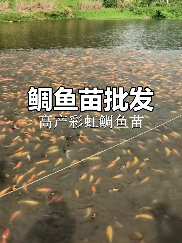 优质鲷鱼苗供应,广州、佛山及深圳各场批发