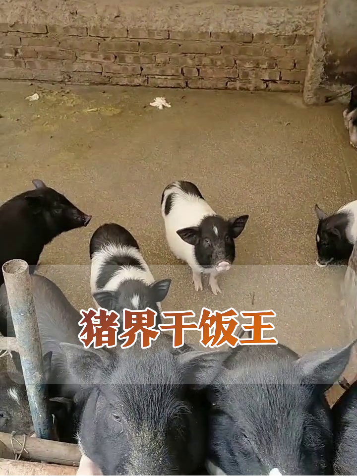 小猪为抢白菜大打出手,猪鼻子挤成表情包笑喷