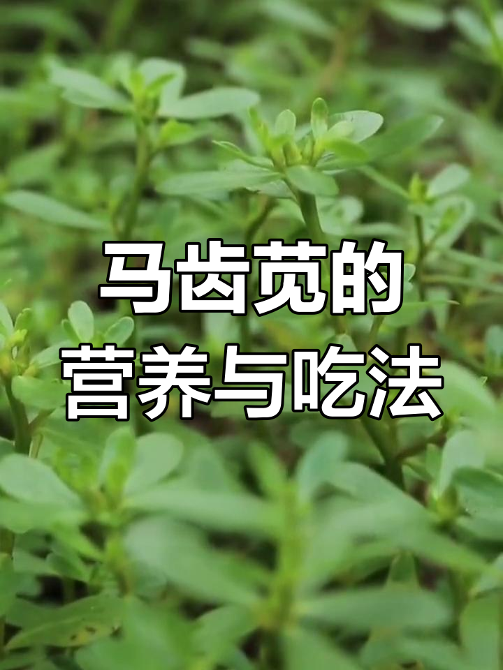 夏日必备野菜,马齿苋的多种用途