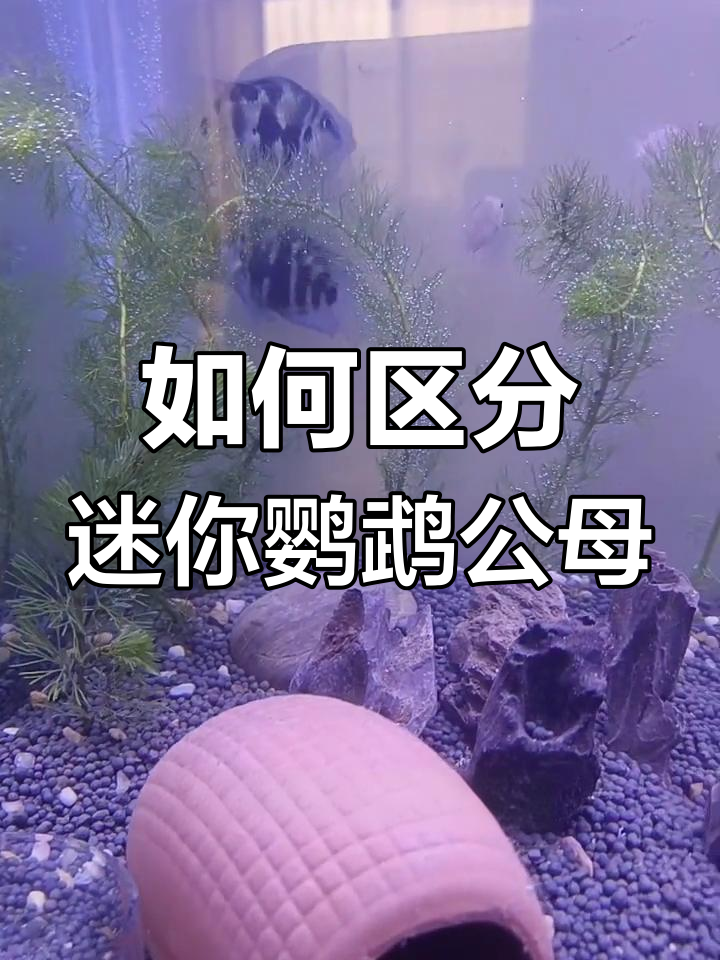 迷你鹦鹉公母分辨技巧,掌握这三点轻松辨别