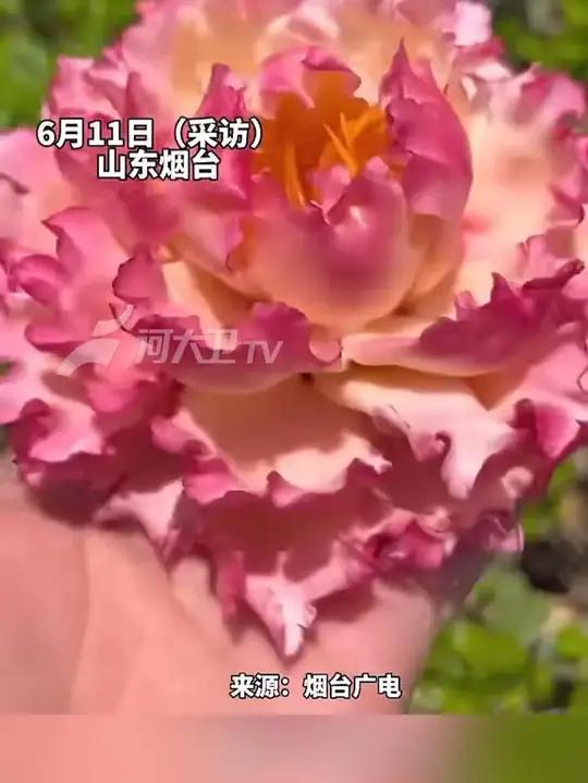 女子做牡丹花样式馒头,没加任何色素 花瓣都是能吃的,网友:这么美怎么舍得吃