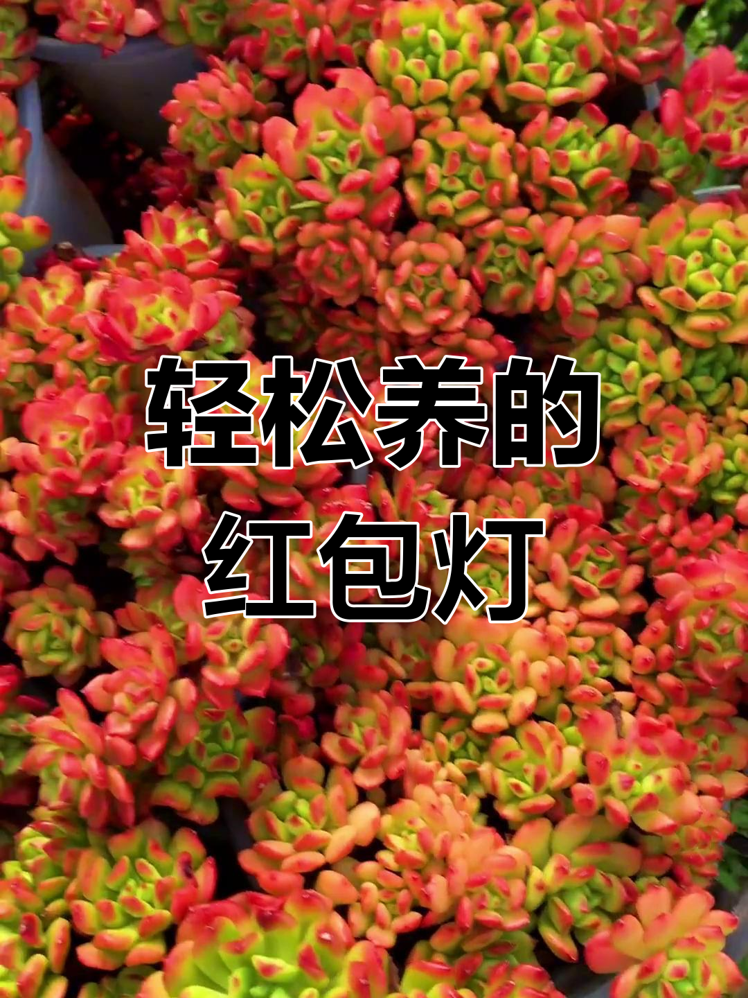 新手必养多肉:红灯笼,易成老桩