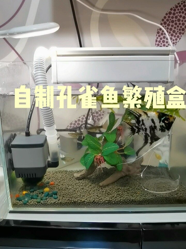 「教程」自制孔雀鱼繁殖盒|孔雀鱼待产
