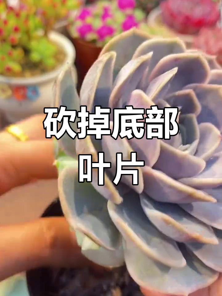 多肉植物穿裙子?教你解决技巧