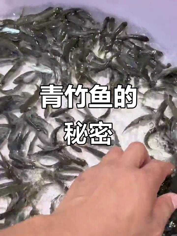 青竹鱼,淡水珍品,营养丰富,适合多种水域养殖