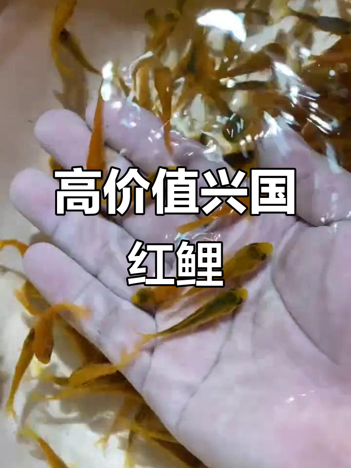 兴国红鲤鱼:生长迅速,南北皆宜的观赏与食用佳选