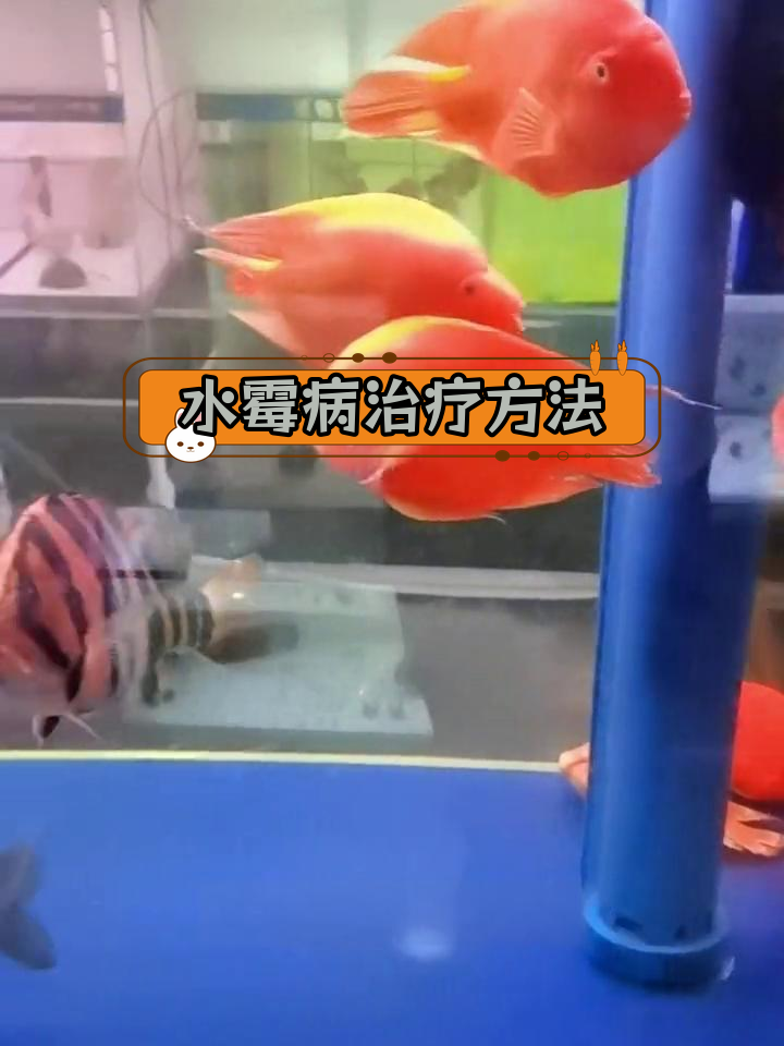 鹦鹉鱼水霉病治疗全攻略