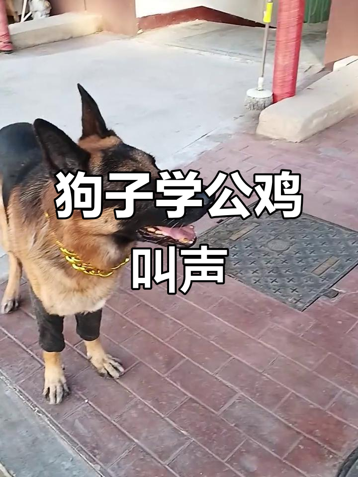 狗狗学会大公鸡和小鸡仔叫,简直成精了!